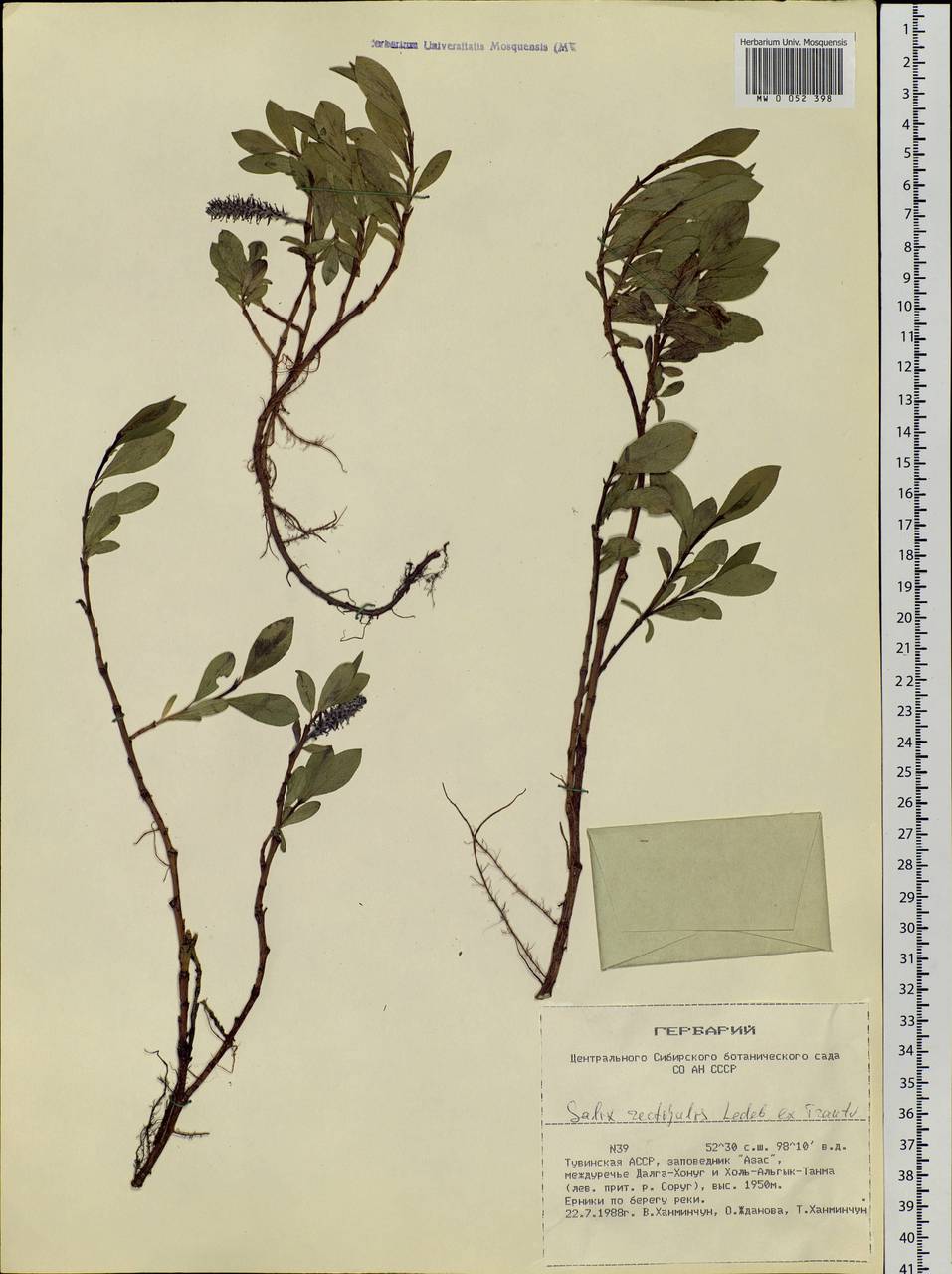 Salix rectijulis Ledeb. ex Trautv., Siberia, Altai & Sayany Mountains (S2) (Russia)