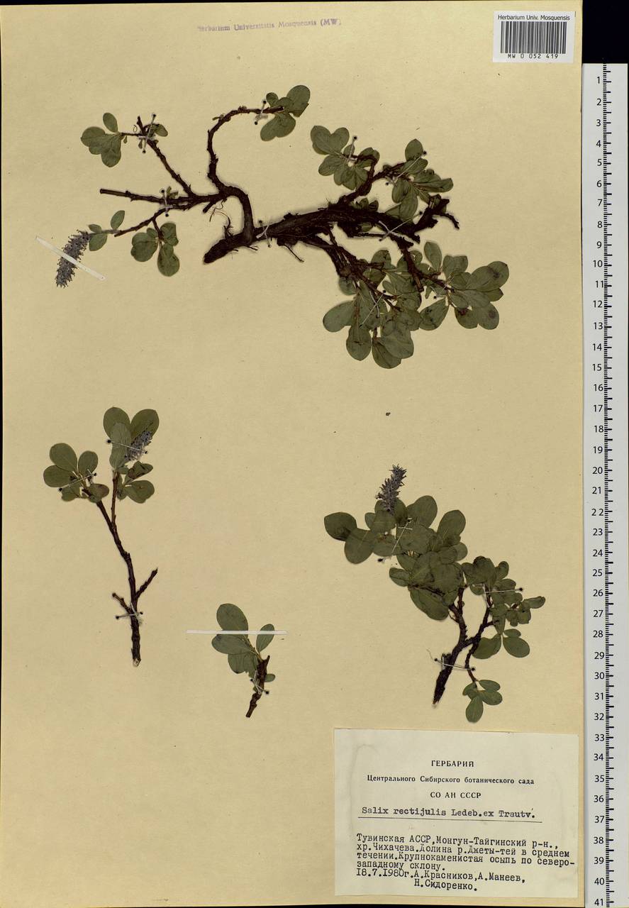 Salix rectijulis Ledeb. ex Trautv., Siberia, Altai & Sayany Mountains (S2) (Russia)