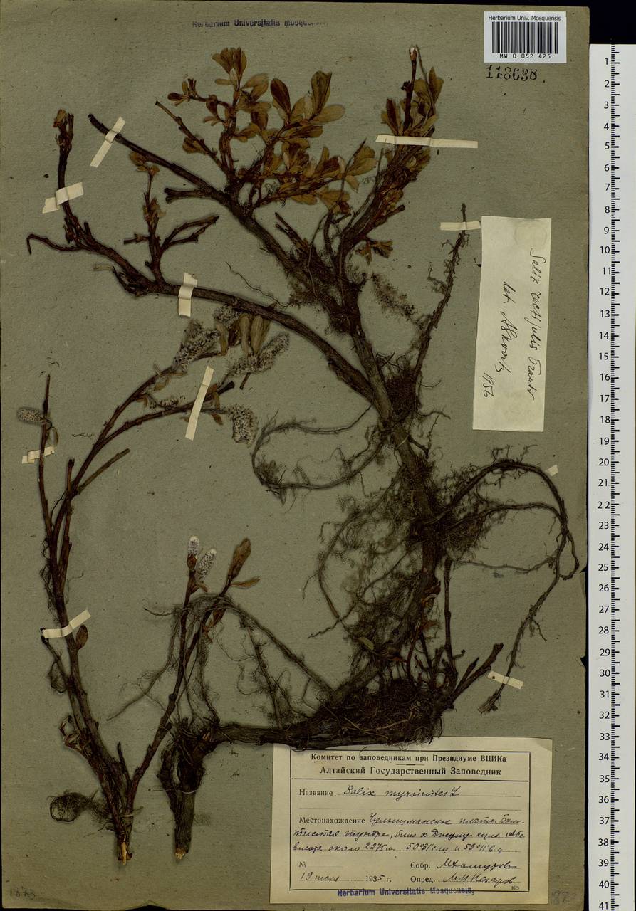 Salix rectijulis Ledeb. ex Trautv., Siberia, Altai & Sayany Mountains (S2) (Russia)