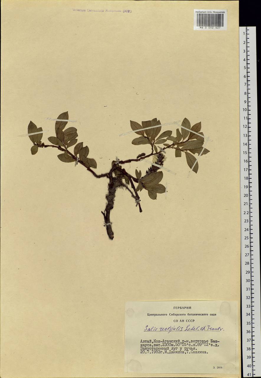 Salix rectijulis Ledeb. ex Trautv., Siberia, Altai & Sayany Mountains (S2) (Russia)