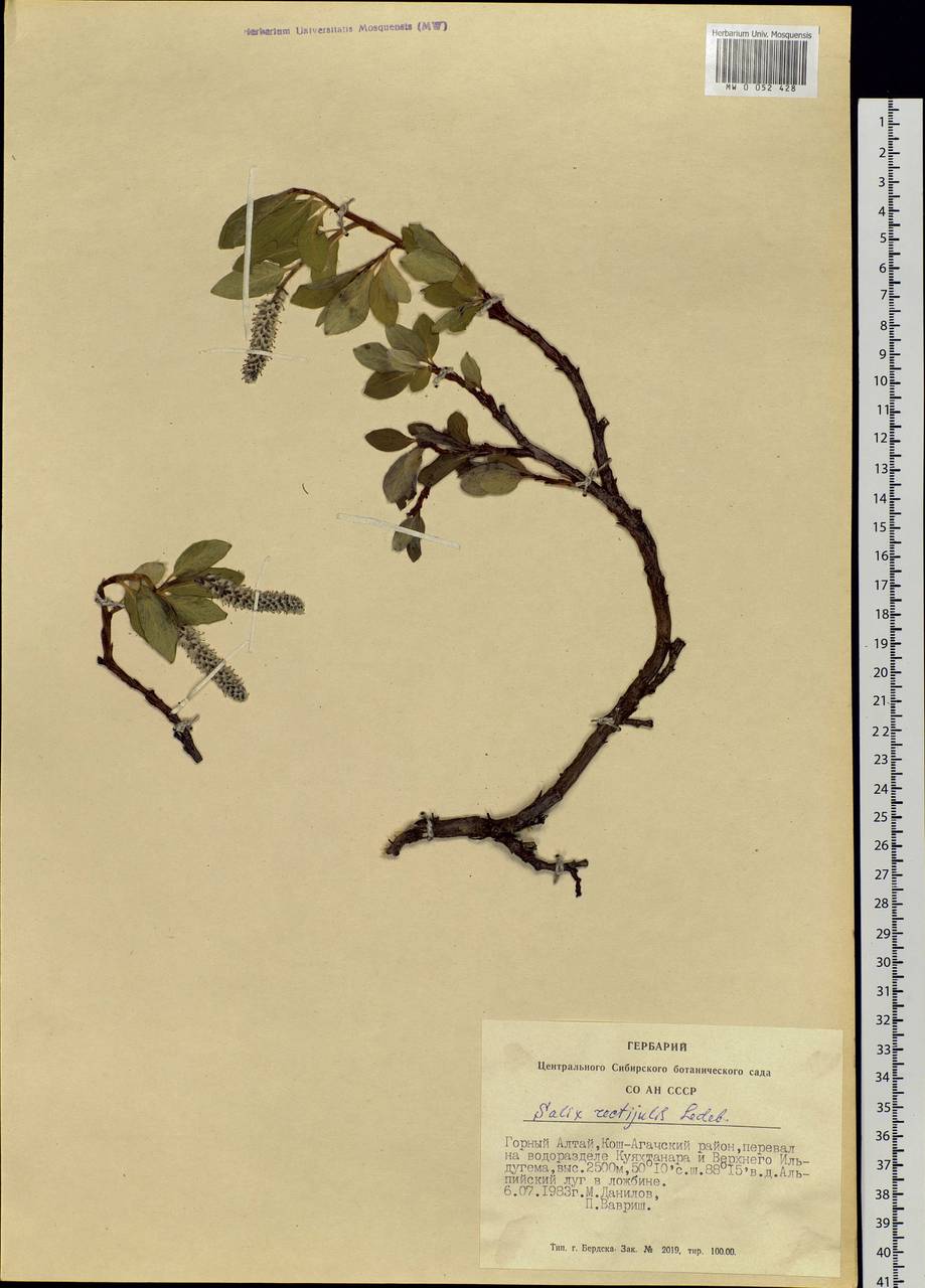 Salix rectijulis Ledeb. ex Trautv., Siberia, Altai & Sayany Mountains (S2) (Russia)