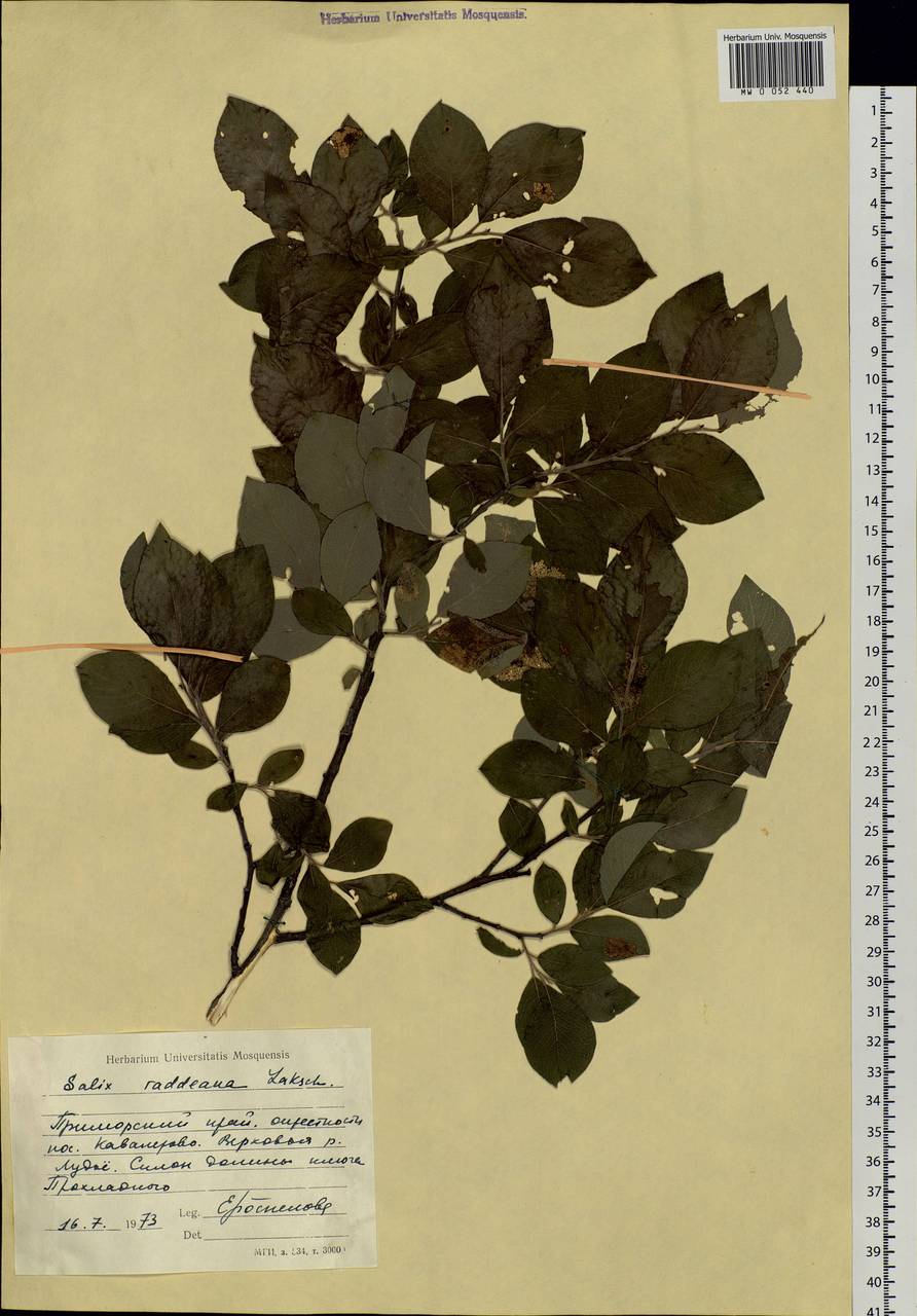 Salix abscondita Laksch., Siberia, Russian Far East (S6) (Russia)