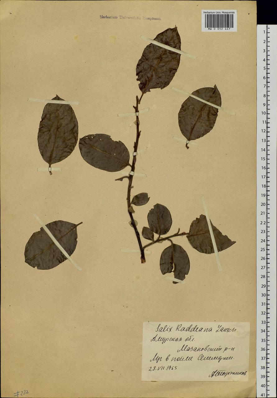 Salix abscondita Laksch., Siberia, Russian Far East (S6) (Russia)