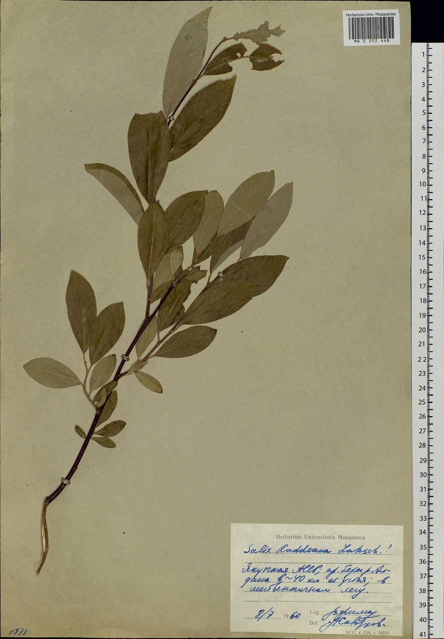 Salix abscondita Laksch., Siberia, Yakutia (S5) (Russia)