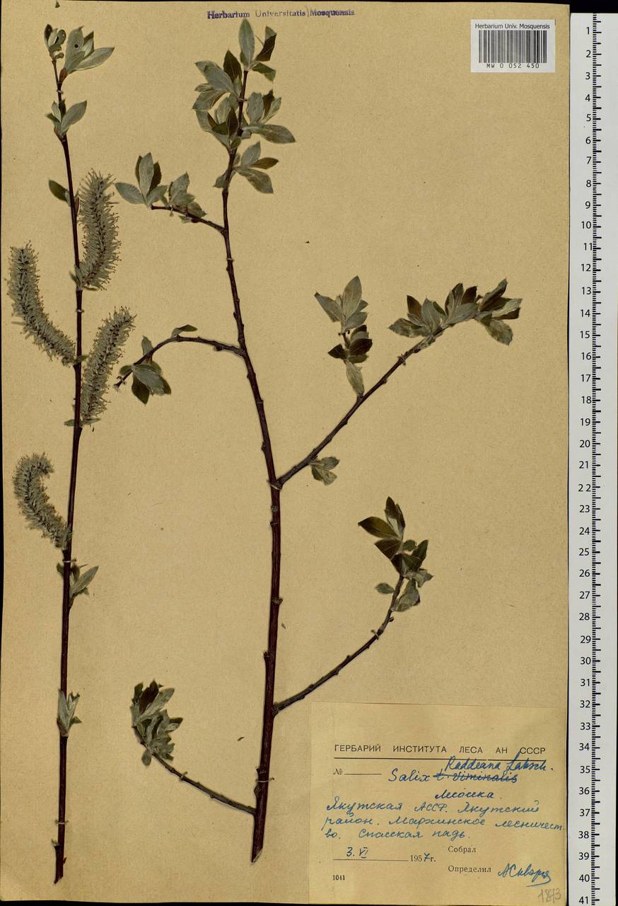 Salix abscondita Laksch., Siberia, Yakutia (S5) (Russia)