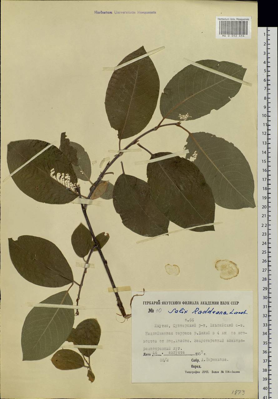 Salix abscondita Laksch., Siberia, Yakutia (S5) (Russia)