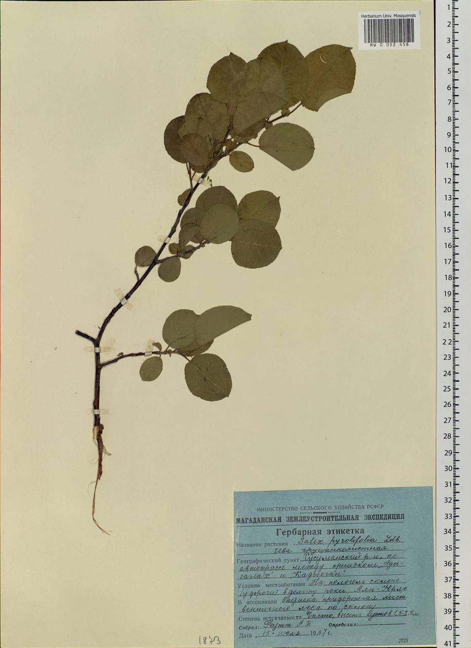 Salix pyrolifolia Ledeb., Siberia, Chukotka & Kamchatka (S7) (Russia)