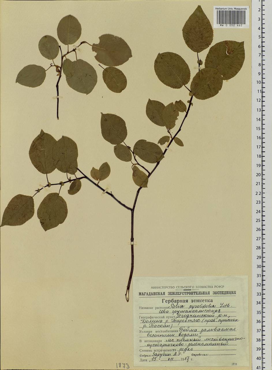 Salix pyrolifolia Ledeb., Siberia, Chukotka & Kamchatka (S7) (Russia)