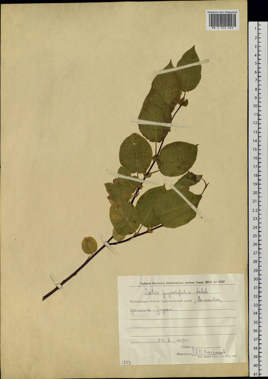 Salix pyrolifolia Ledeb., Siberia, Chukotka & Kamchatka (S7) (Russia)