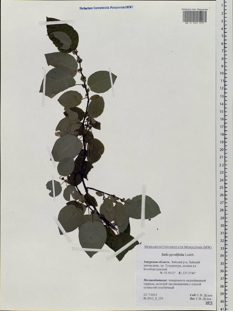 Salix pyrolifolia Ledeb., Siberia, Russian Far East (S6) (Russia)