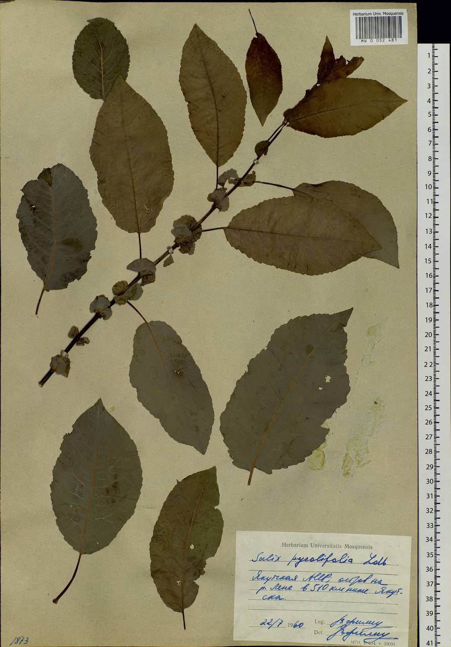 Salix pyrolifolia Ledeb., Siberia, Yakutia (S5) (Russia)
