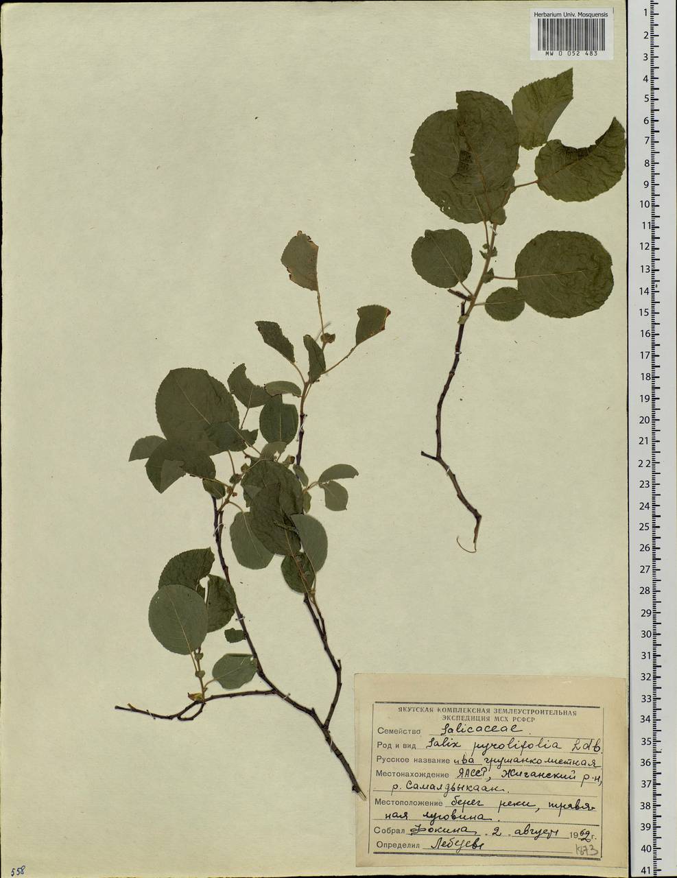 Salix pyrolifolia Ledeb., Siberia, Yakutia (S5) (Russia)