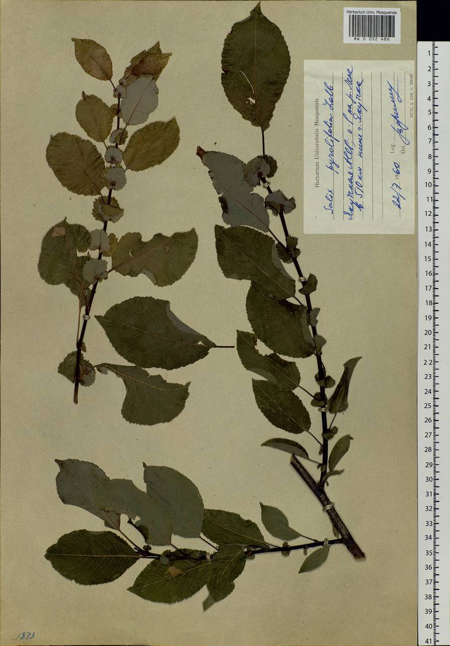 Salix pyrolifolia Ledeb., Siberia, Yakutia (S5) (Russia)
