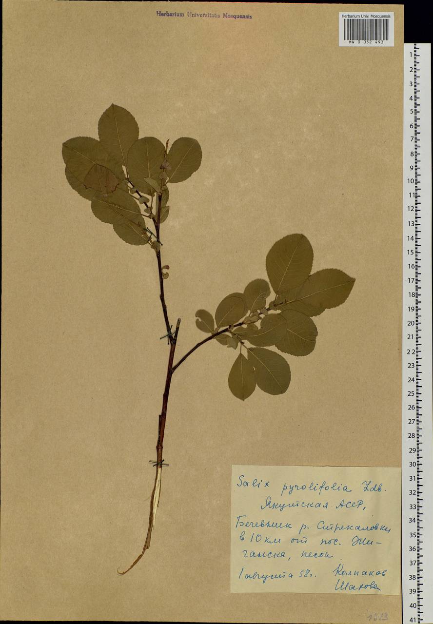 Salix pyrolifolia Ledeb., Siberia, Yakutia (S5) (Russia)