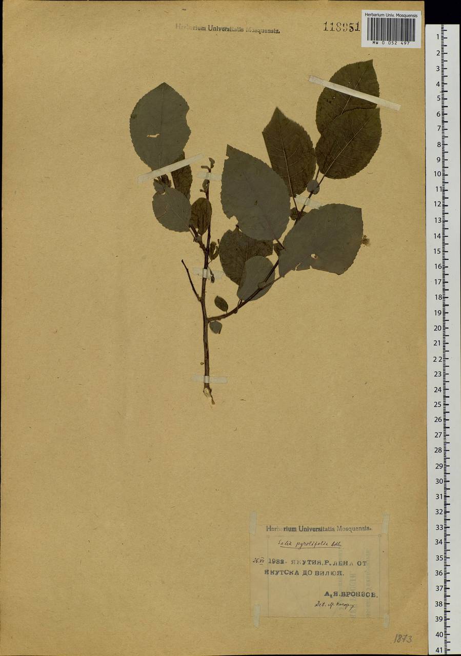Salix pyrolifolia Ledeb., Siberia, Yakutia (S5) (Russia)