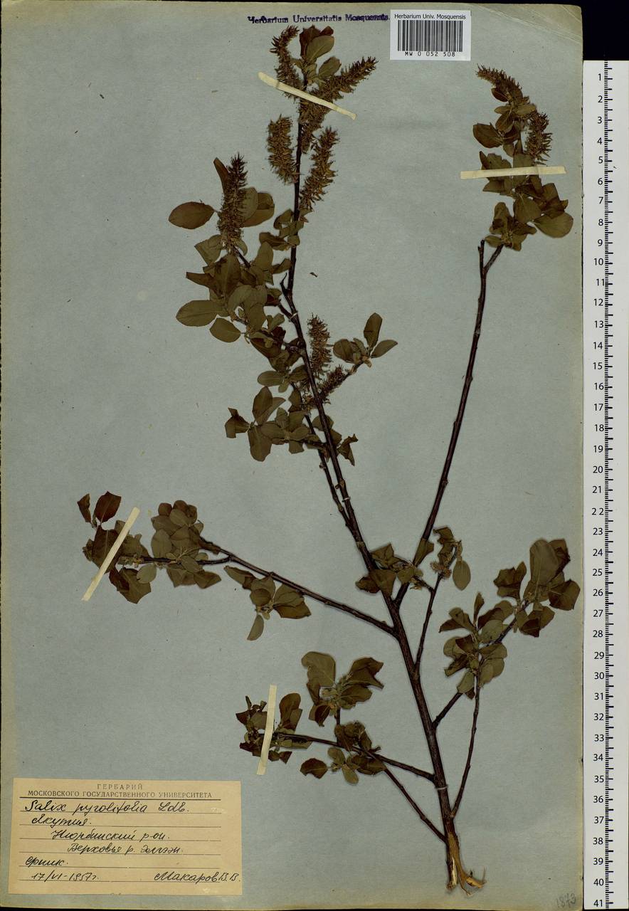 Salix pyrolifolia Ledeb., Siberia, Yakutia (S5) (Russia)