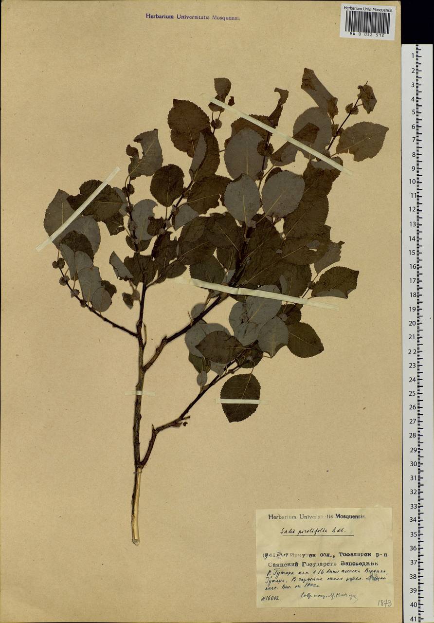 Salix pyrolifolia Ledeb., Siberia, Baikal & Transbaikal region (S4) (Russia)