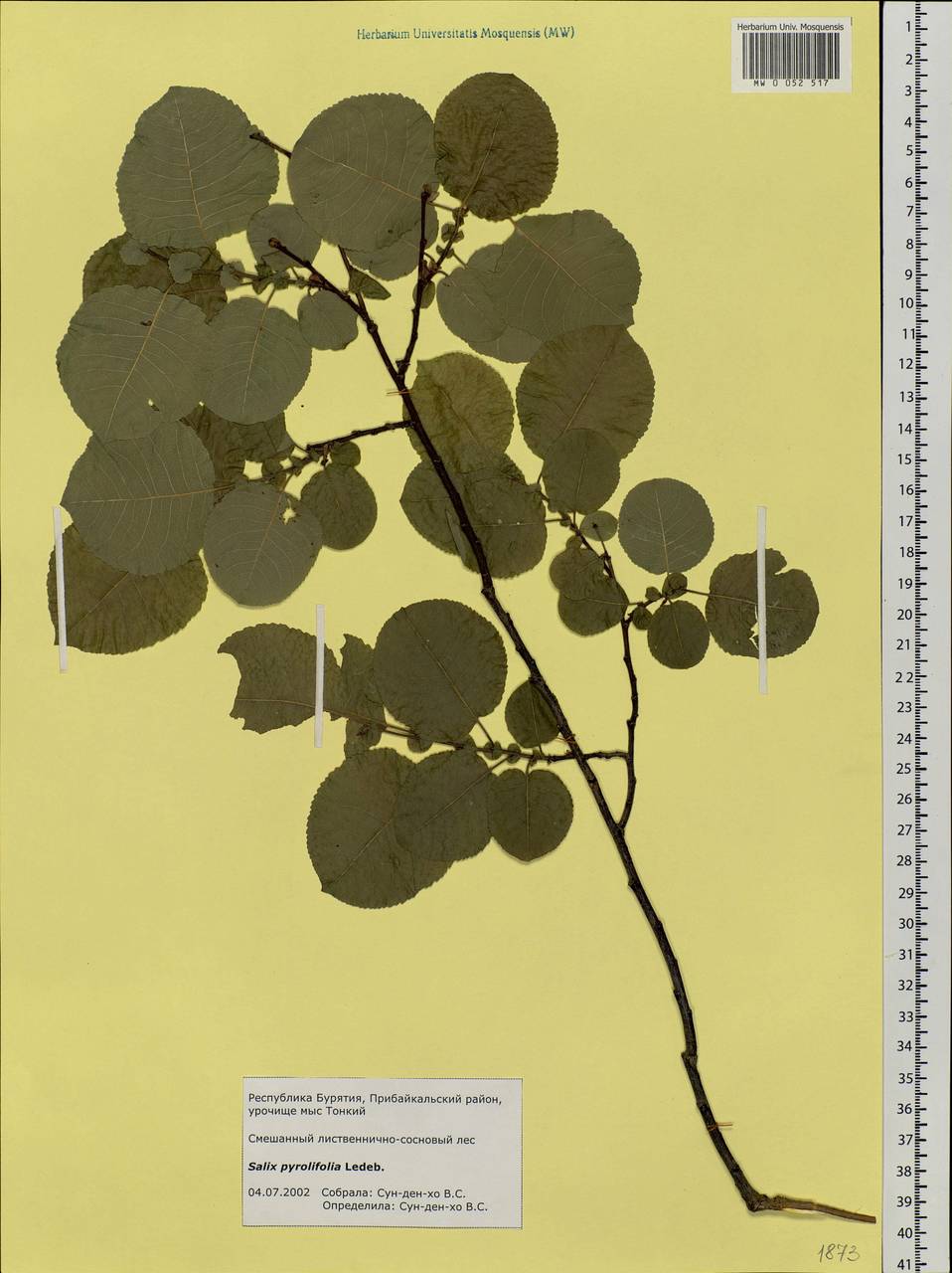 Salix pyrolifolia Ledeb., Siberia, Baikal & Transbaikal region (S4) (Russia)