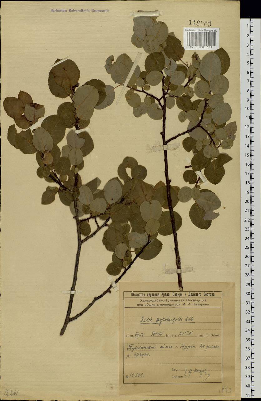 Salix pyrolifolia Ledeb., Siberia, Baikal & Transbaikal region (S4) (Russia)