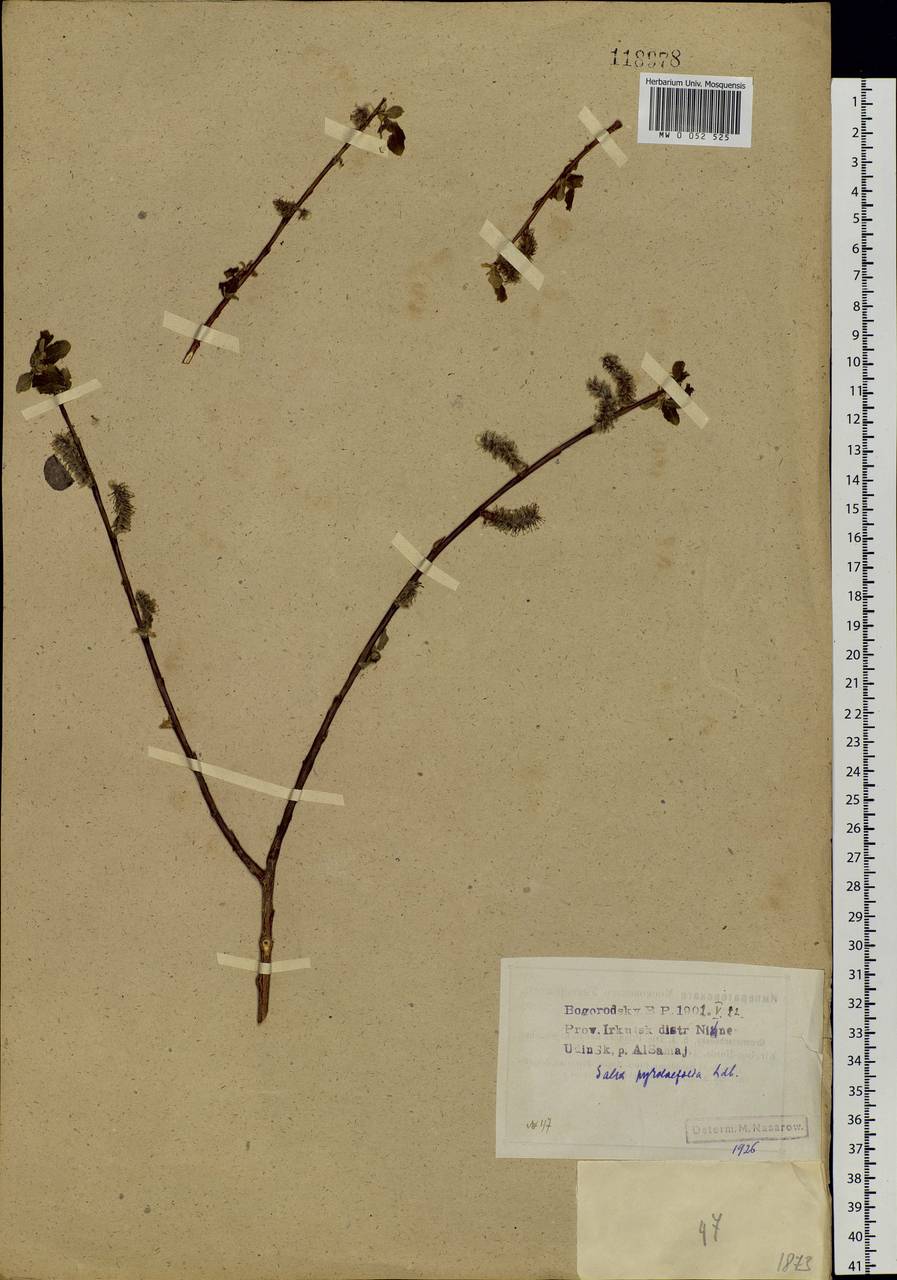 Salix pyrolifolia Ledeb., Siberia, Baikal & Transbaikal region (S4) (Russia)