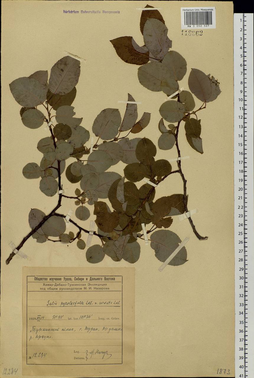 Salix pyrolifolia Ledeb., Siberia, Baikal & Transbaikal region (S4) (Russia)