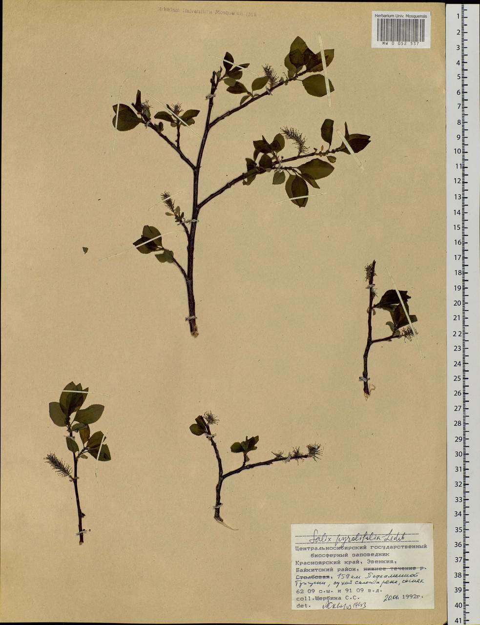 Salix pyrolifolia Ledeb., Siberia, Central Siberia (S3) (Russia)
