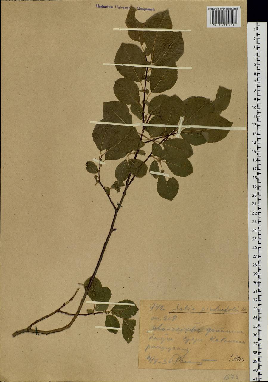 Salix pyrolifolia Ledeb., Siberia, Western (Kazakhstan) Altai Mountains (S2a) (Kazakhstan)