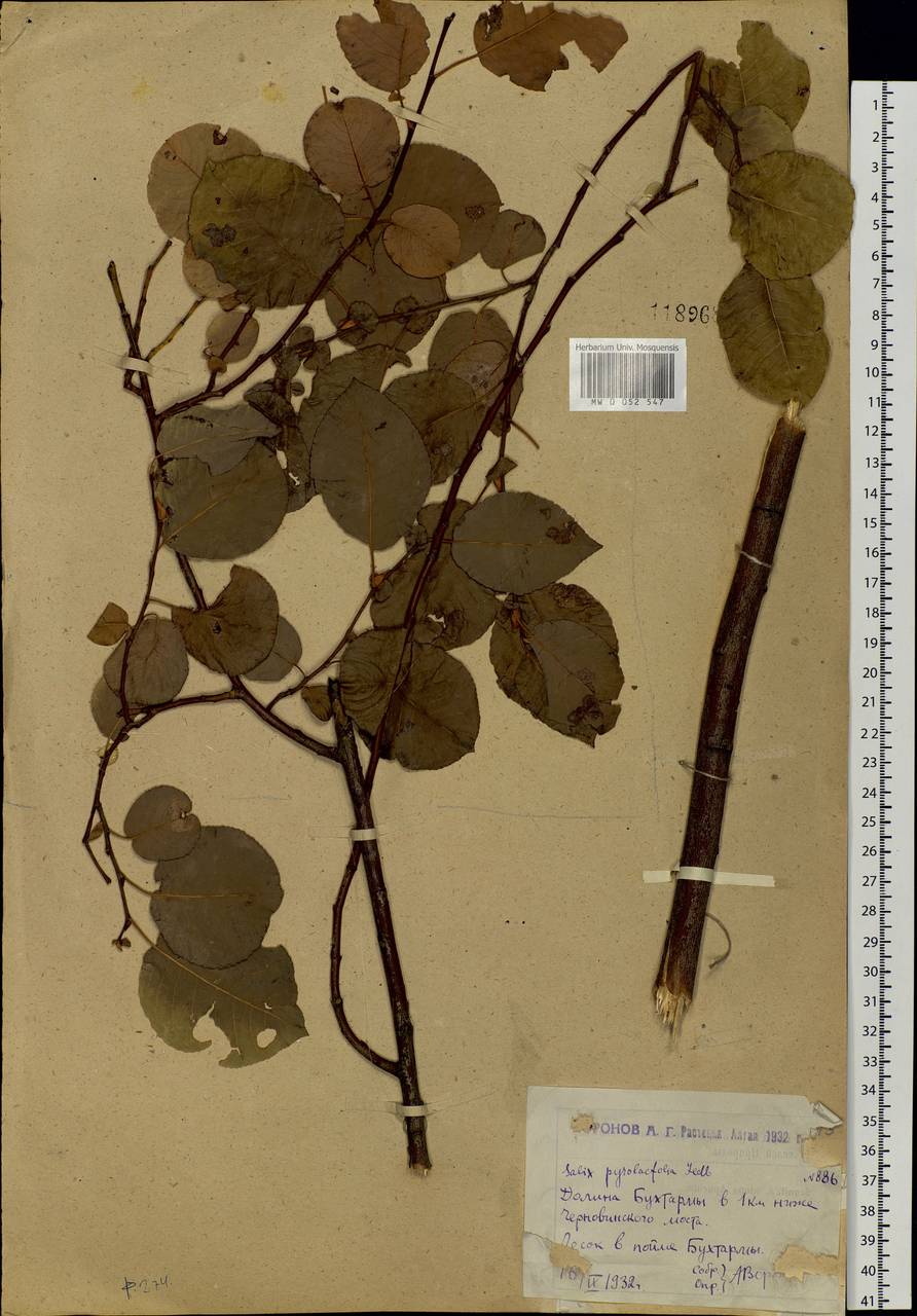 Salix pyrolifolia Ledeb., Siberia, Western (Kazakhstan) Altai Mountains (S2a) (Kazakhstan)