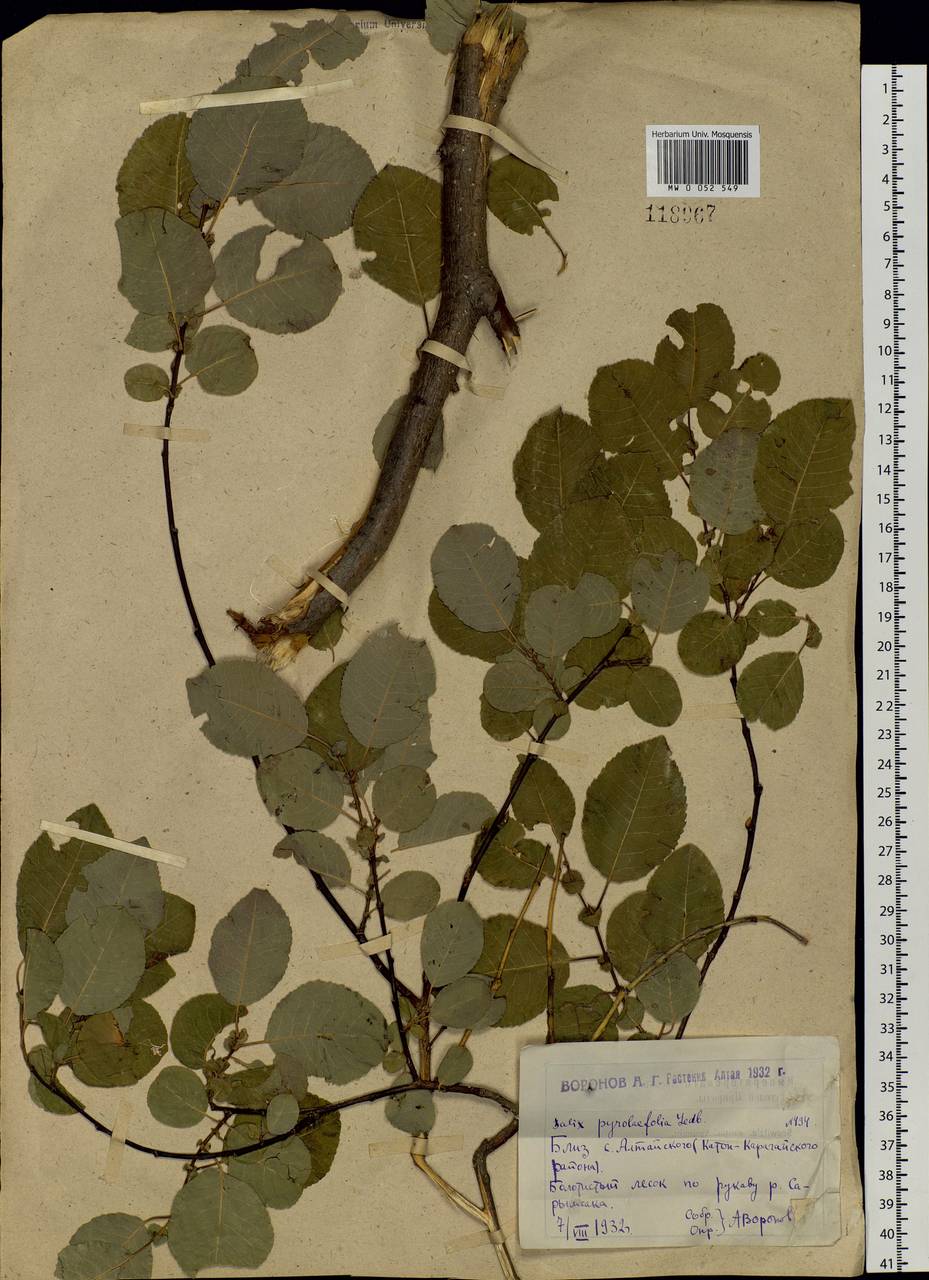 Salix pyrolifolia Ledeb., Siberia, Western (Kazakhstan) Altai Mountains (S2a) (Kazakhstan)