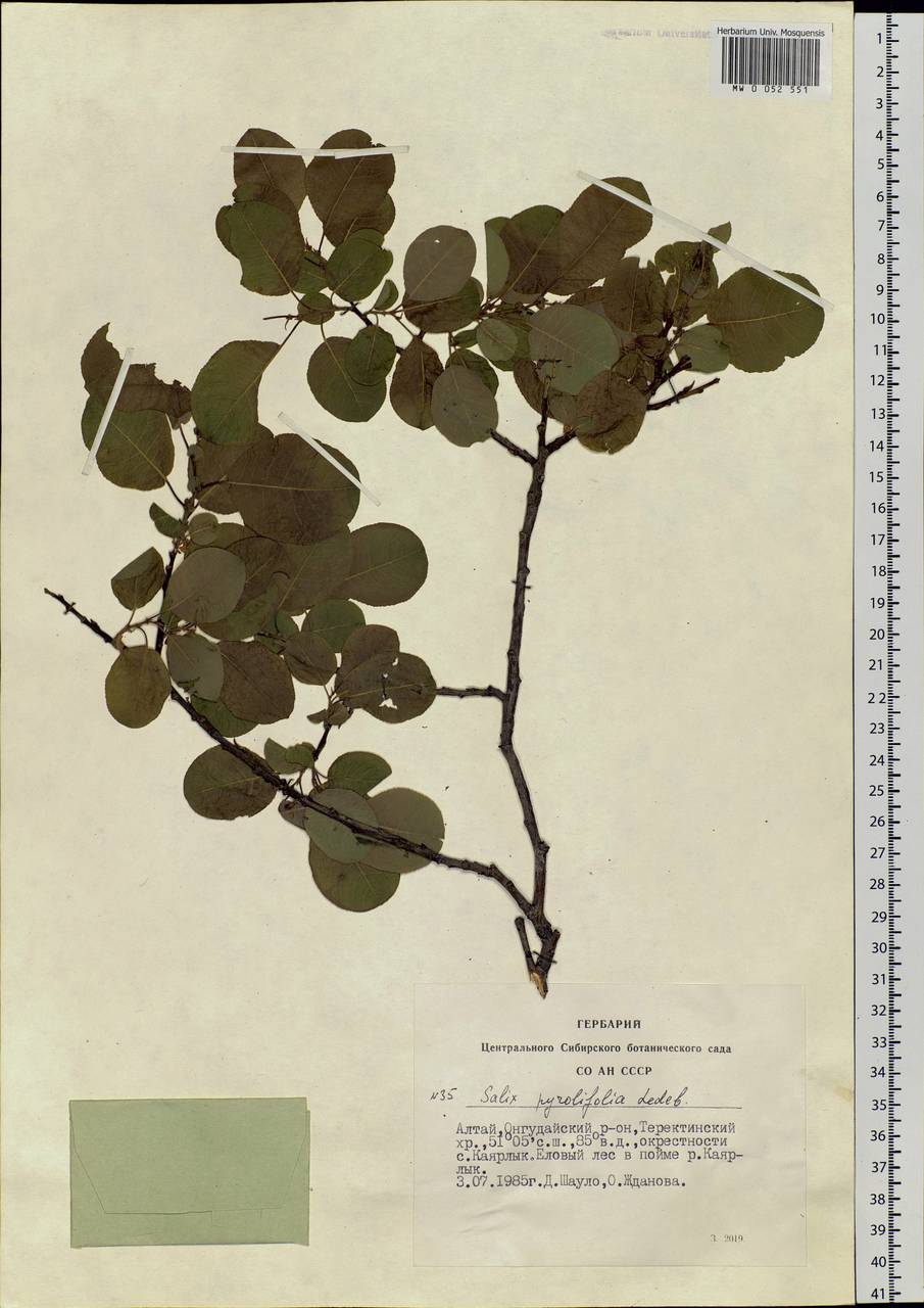 Salix pyrolifolia Ledeb., Siberia, Altai & Sayany Mountains (S2) (Russia)