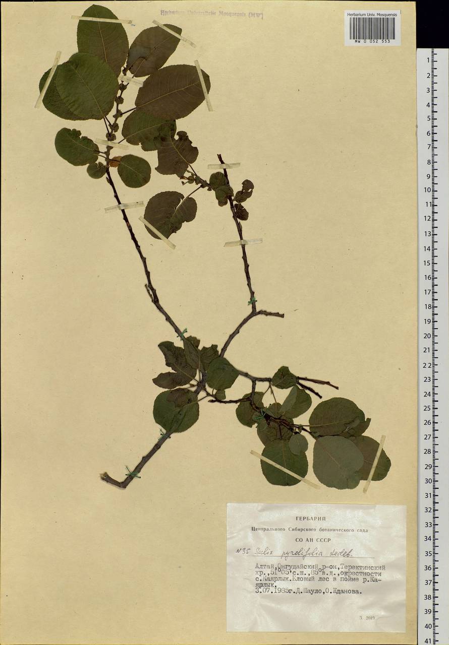 Salix pyrolifolia Ledeb., Siberia, Altai & Sayany Mountains (S2) (Russia)