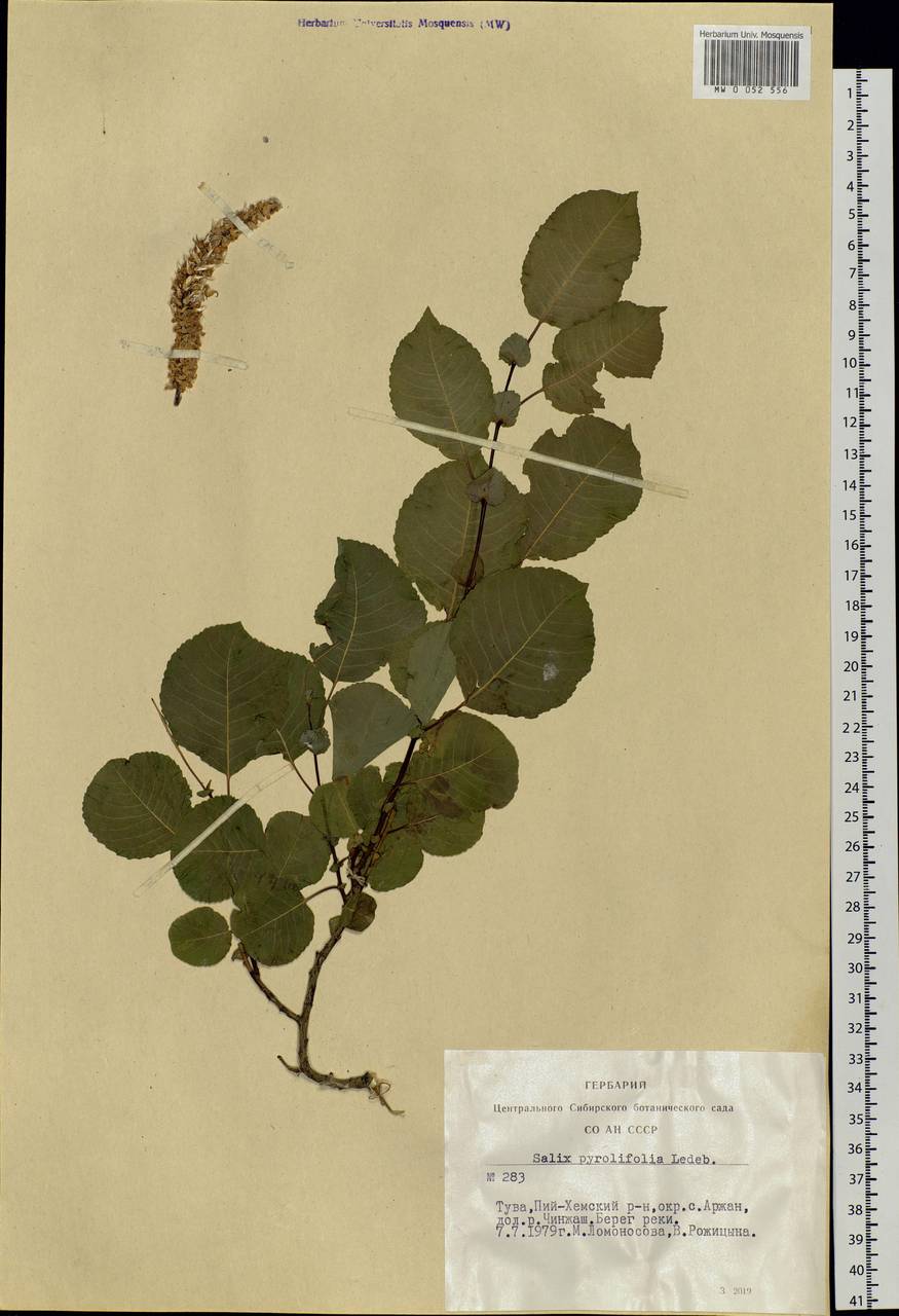 Salix pyrolifolia Ledeb., Siberia, Altai & Sayany Mountains (S2) (Russia)