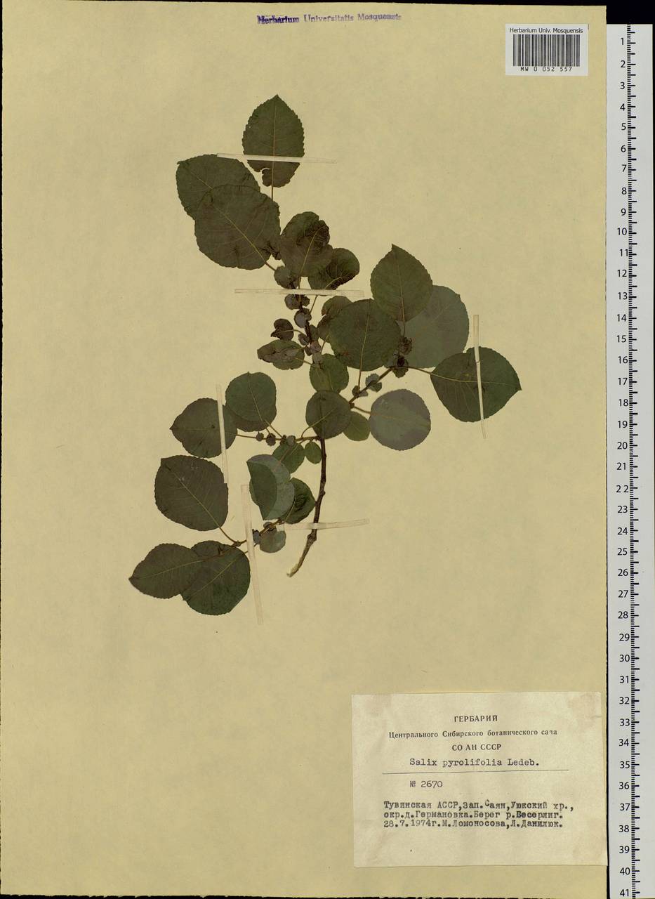 Salix pyrolifolia Ledeb., Siberia, Altai & Sayany Mountains (S2) (Russia)