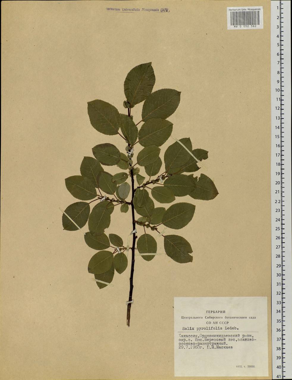 Salix pyrolifolia Ledeb., Siberia, Altai & Sayany Mountains (S2) (Russia)