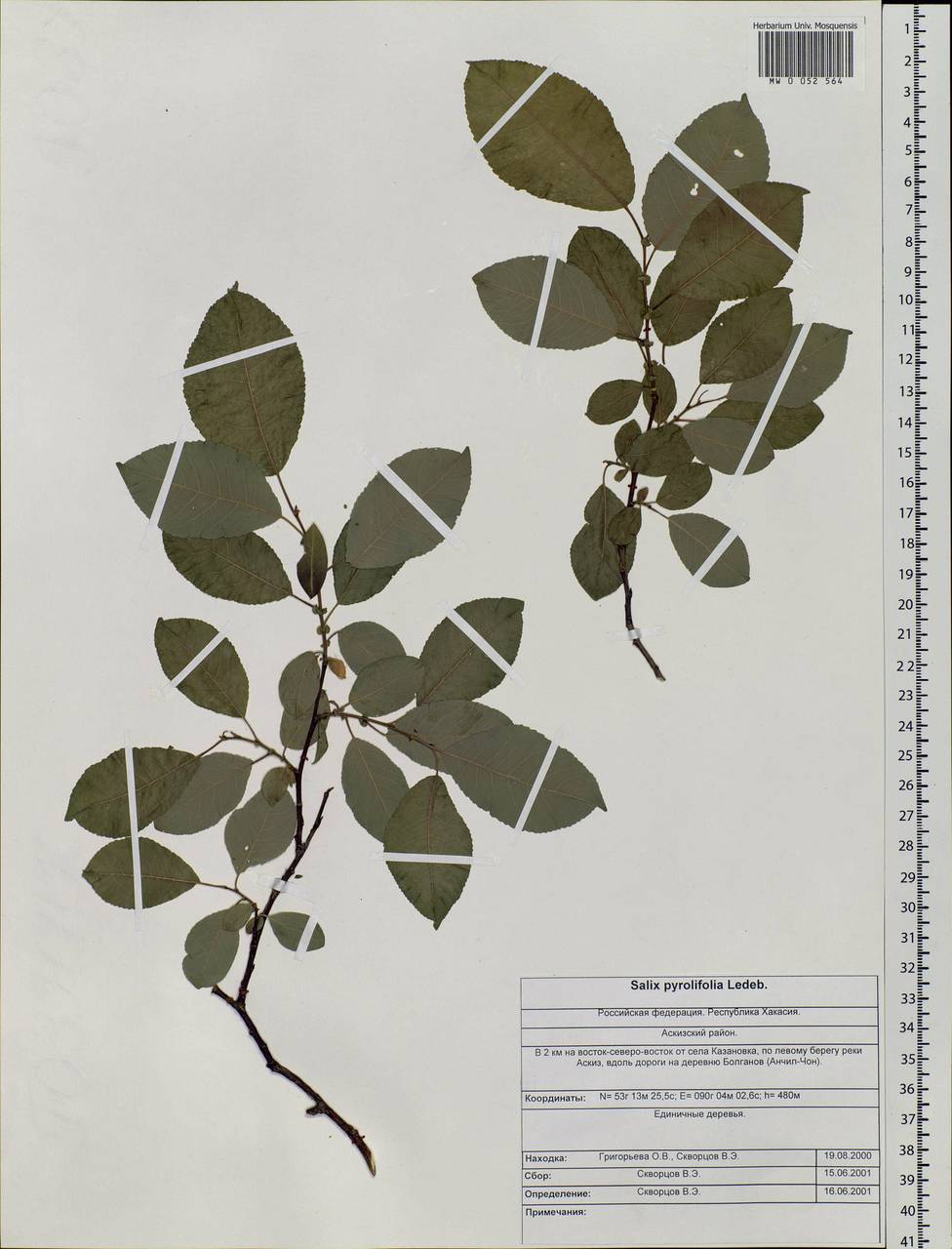 Salix pyrolifolia Ledeb., Siberia, Altai & Sayany Mountains (S2) (Russia)