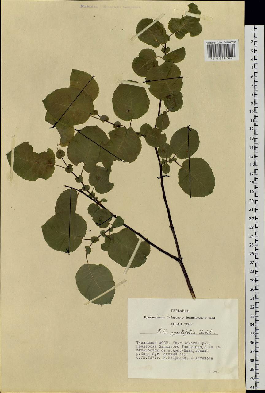 Salix pyrolifolia Ledeb., Siberia, Altai & Sayany Mountains (S2) (Russia)