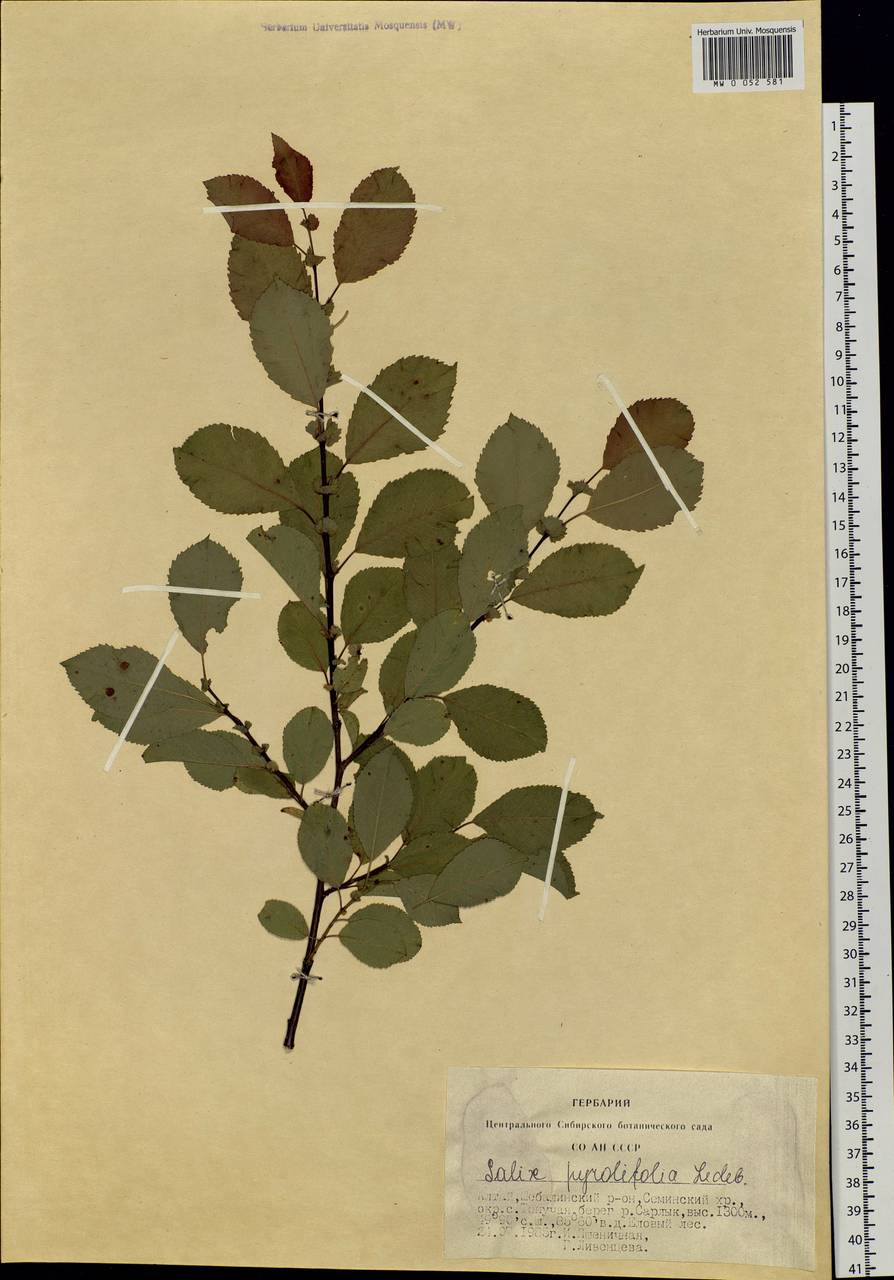 Salix pyrolifolia Ledeb., Siberia, Altai & Sayany Mountains (S2) (Russia)