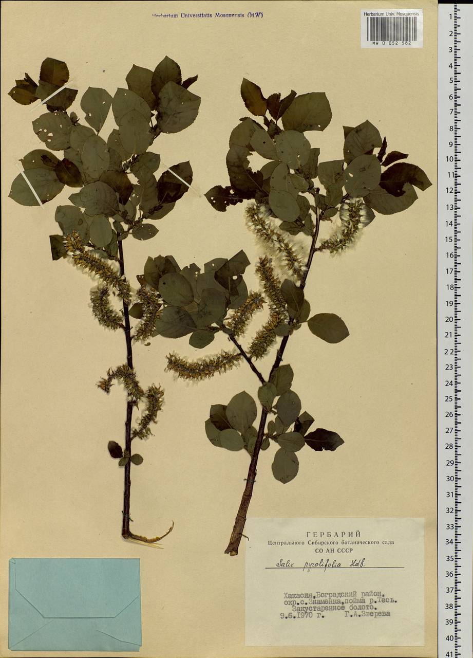 Salix pyrolifolia Ledeb., Siberia, Altai & Sayany Mountains (S2) (Russia)