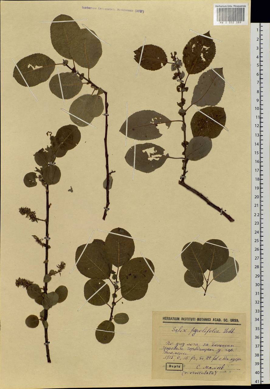 Salix pyrolifolia Ledeb., Siberia, Western Siberia (S1) (Russia)