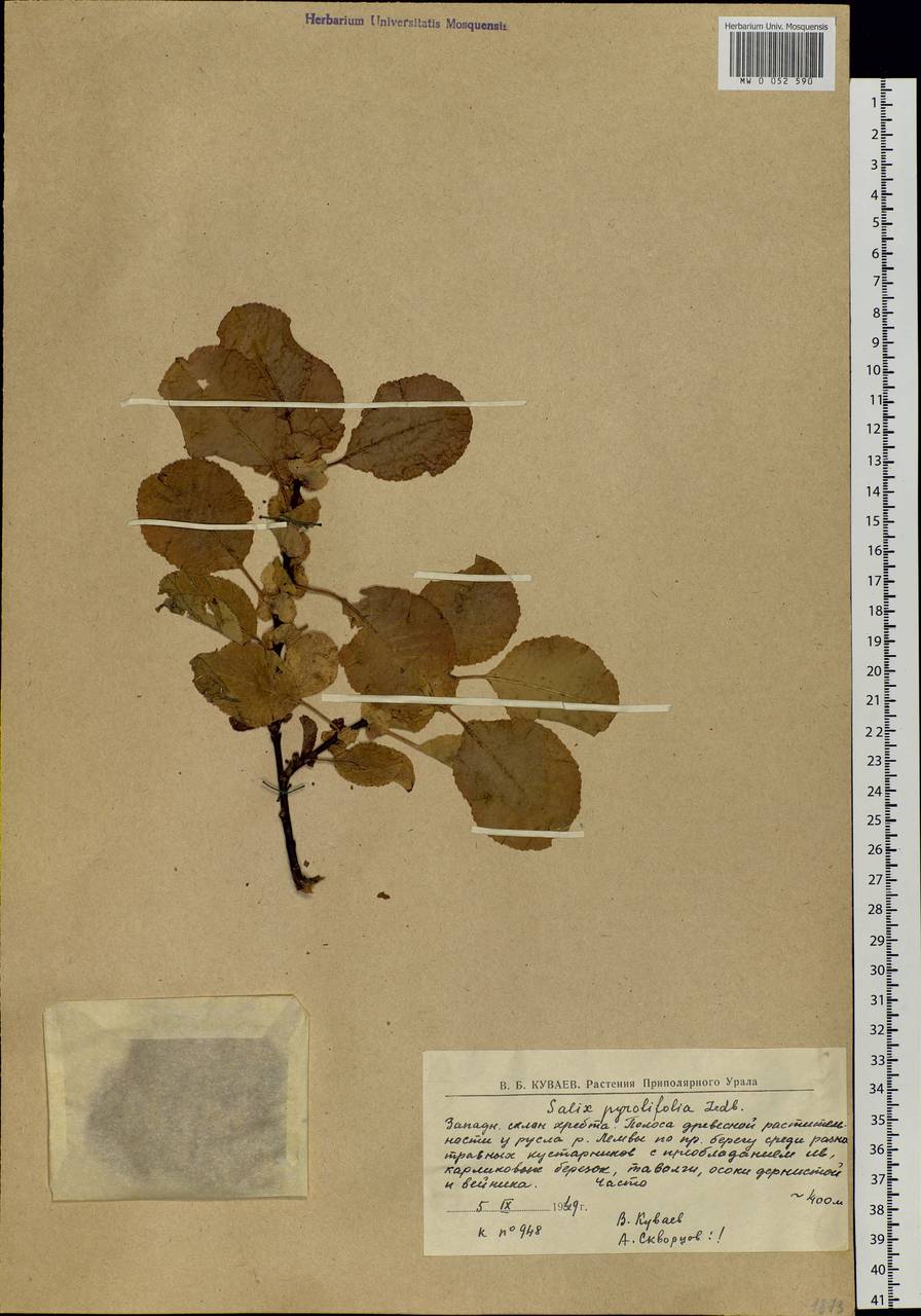 Salix pyrolifolia Ledeb., Eastern Europe, Northern region (E1) (Russia)