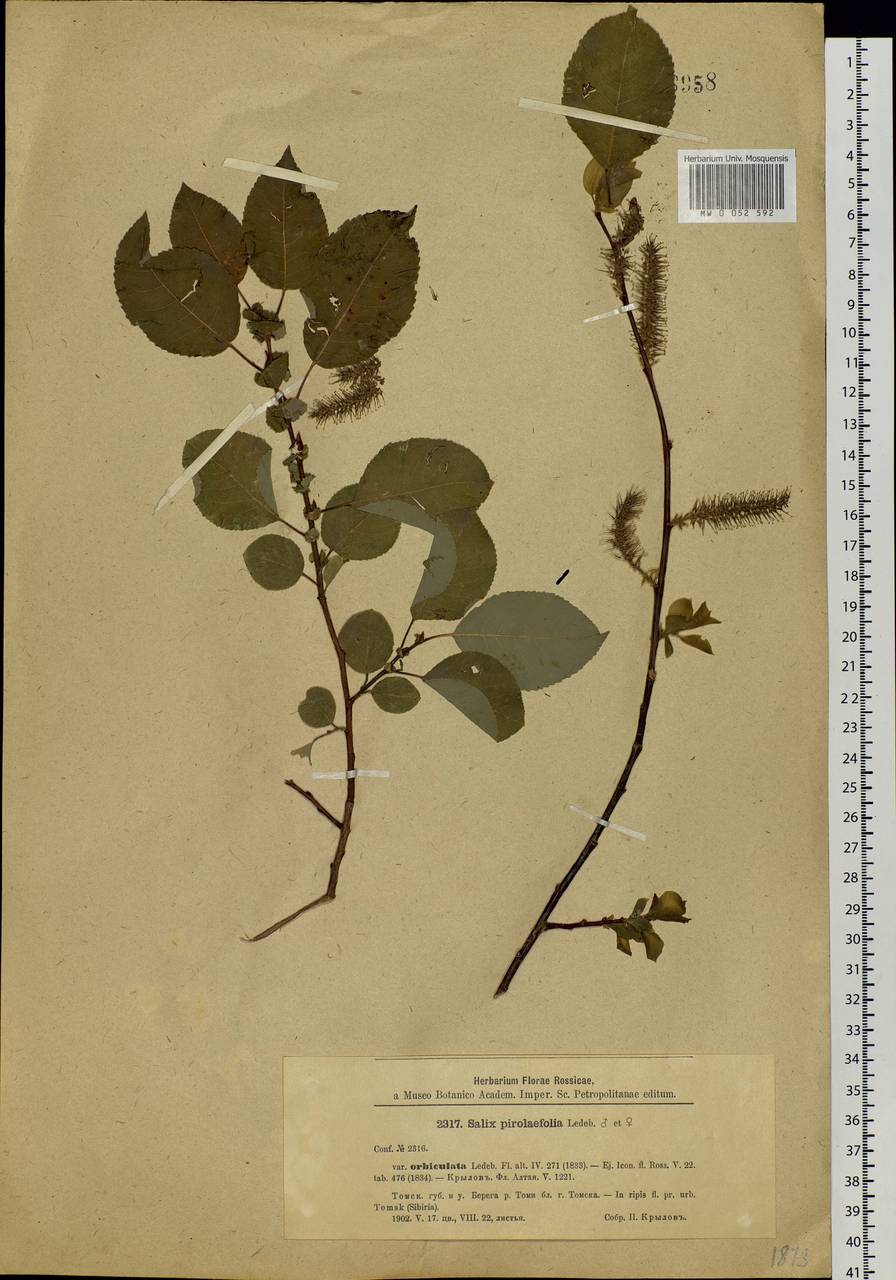 Salix pyrolifolia Ledeb., Siberia, Western Siberia (S1) (Russia)