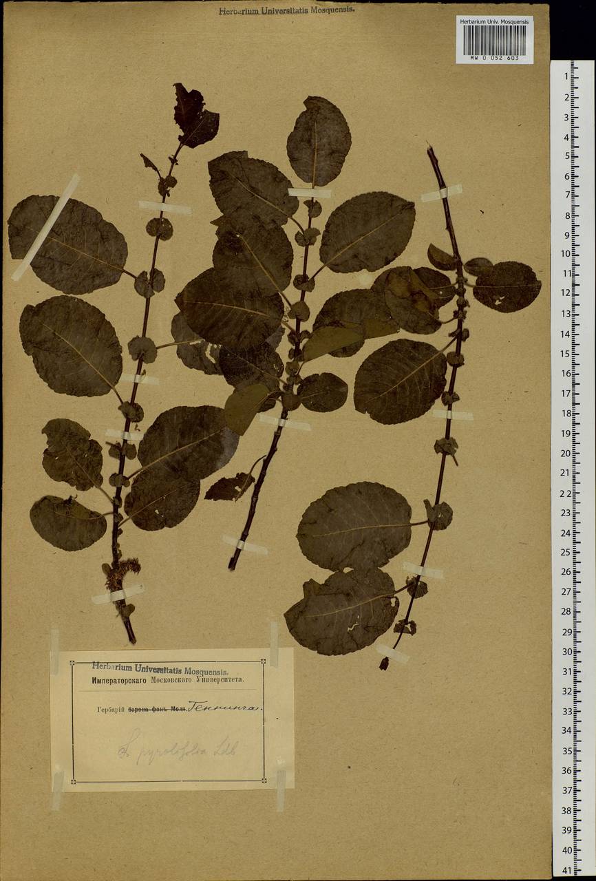 Salix pyrolifolia Ledeb., Siberia (no precise locality) (S0) (Russia)