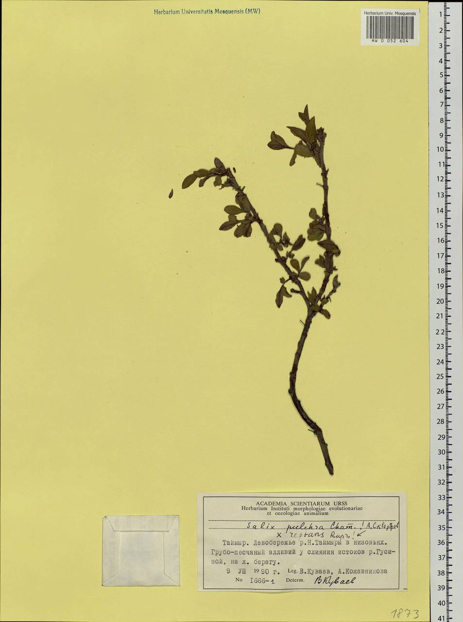 Salix reptans × pulchra, Siberia, Central Siberia (S3) (Russia)