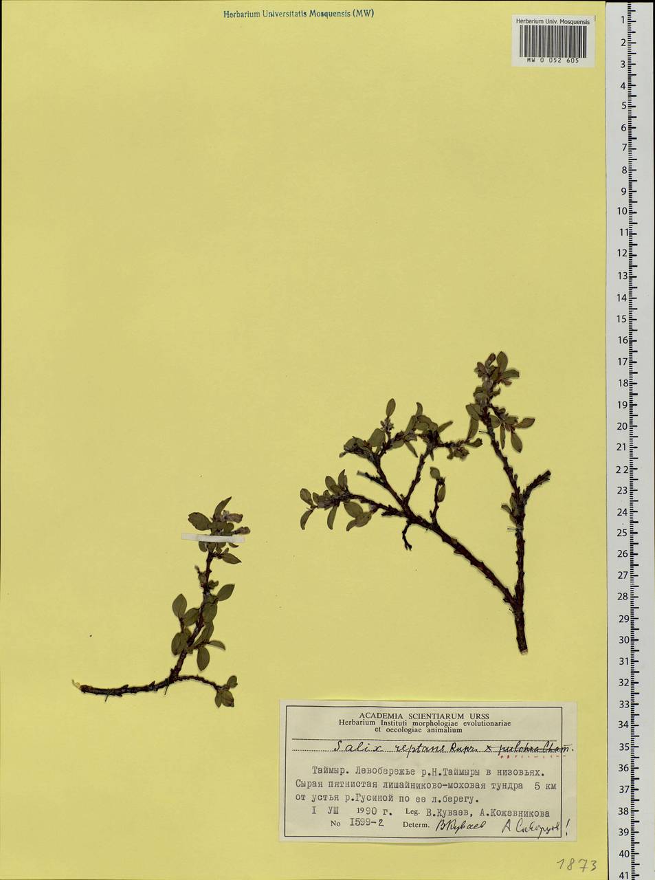Salix reptans × pulchra, Siberia, Central Siberia (S3) (Russia)