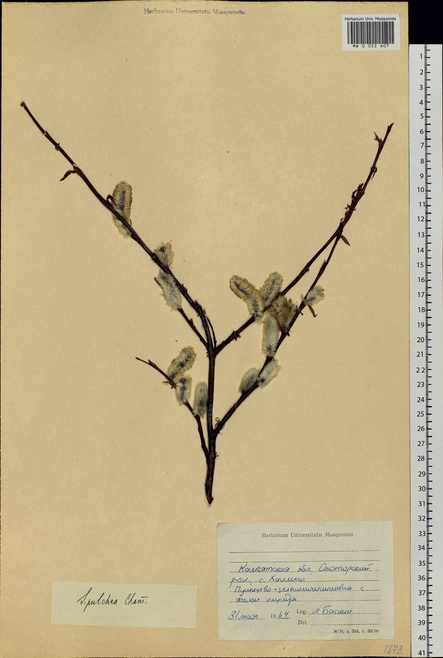 Salix pulchra Cham., Siberia, Chukotka & Kamchatka (S7) (Russia)