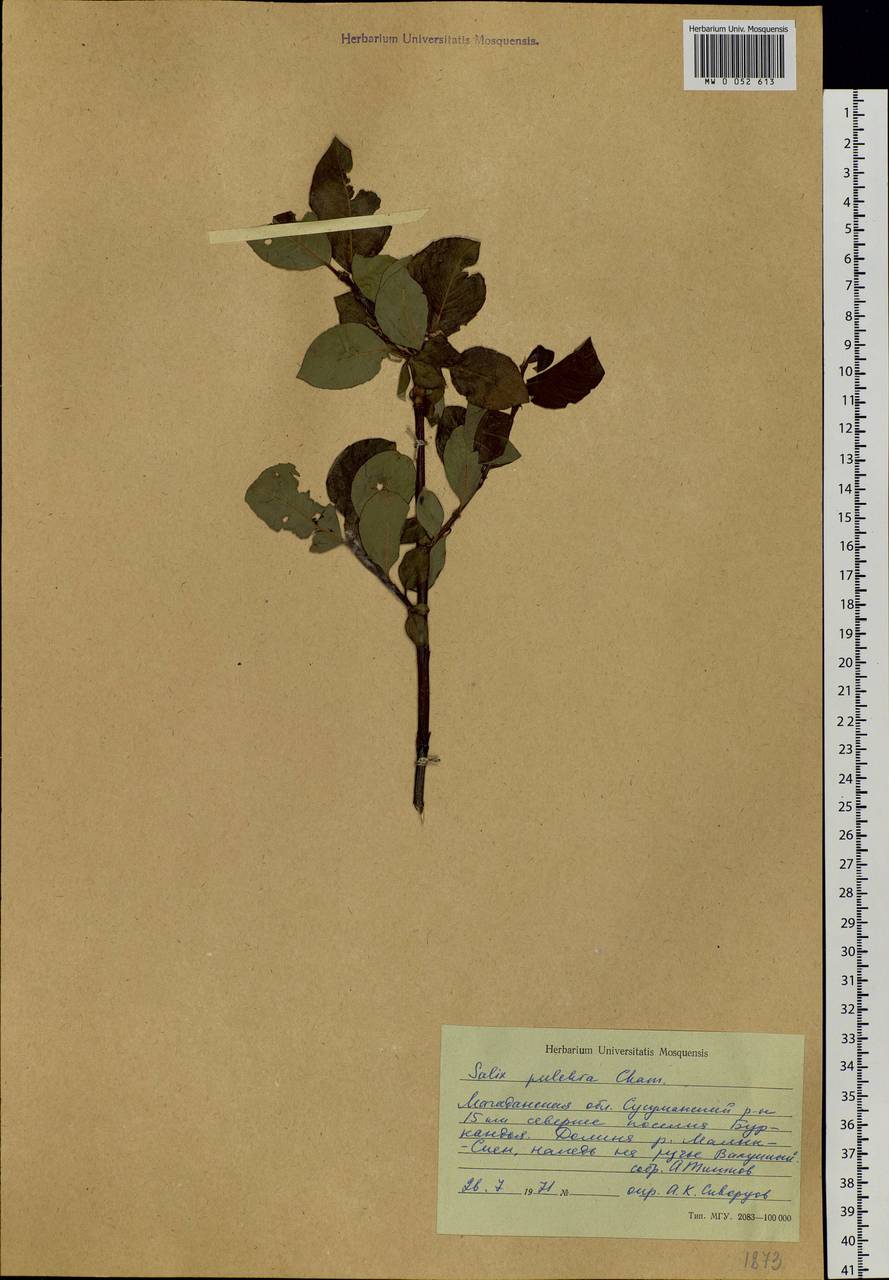 Salix pulchra Cham., Siberia, Chukotka & Kamchatka (S7) (Russia)