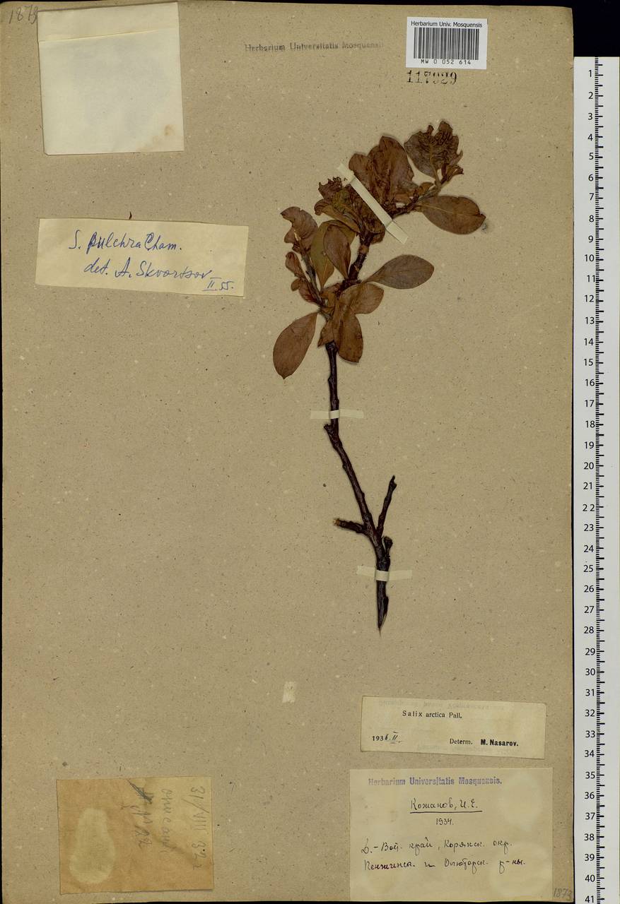 Salix pulchra Cham., Siberia, Chukotka & Kamchatka (S7) (Russia)