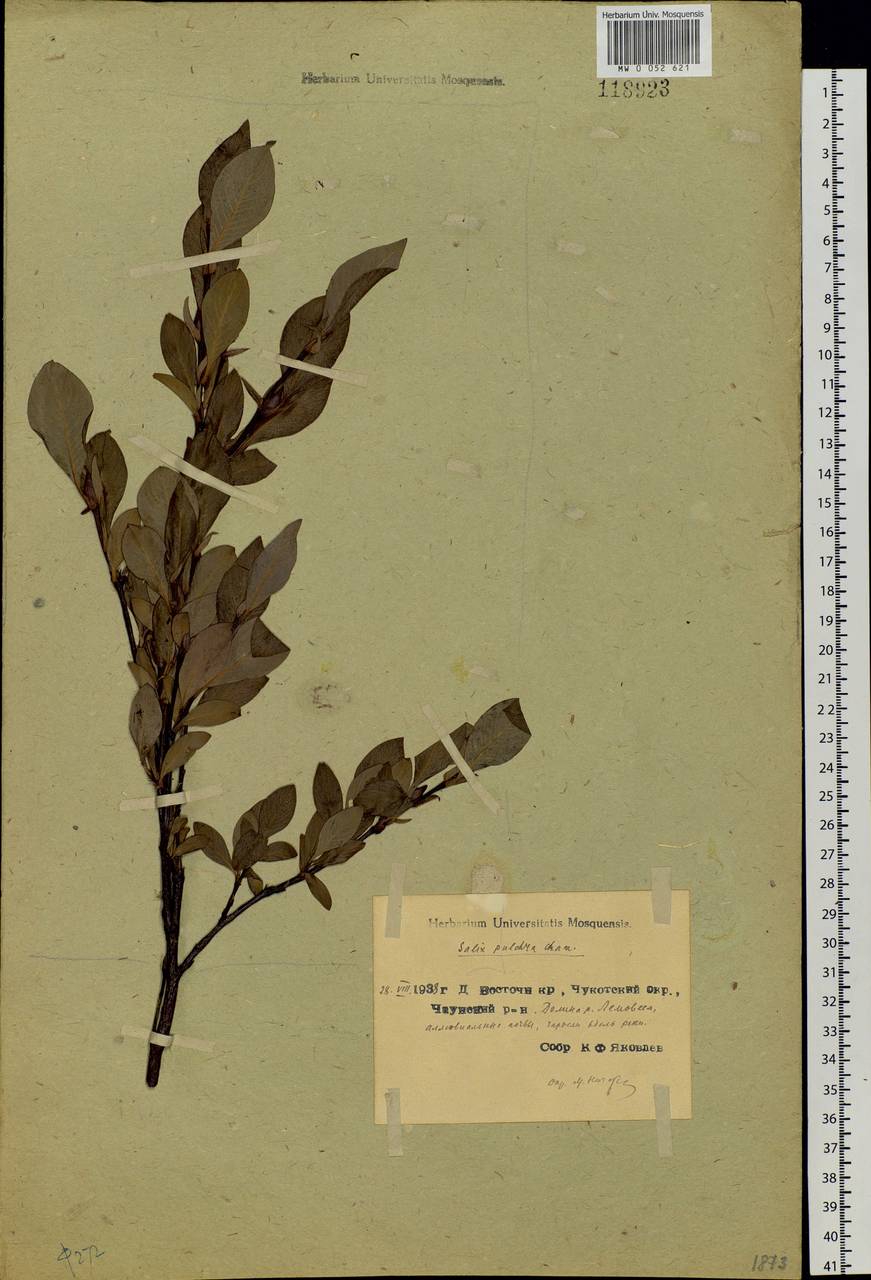 Salix pulchra Cham., Siberia, Chukotka & Kamchatka (S7) (Russia)