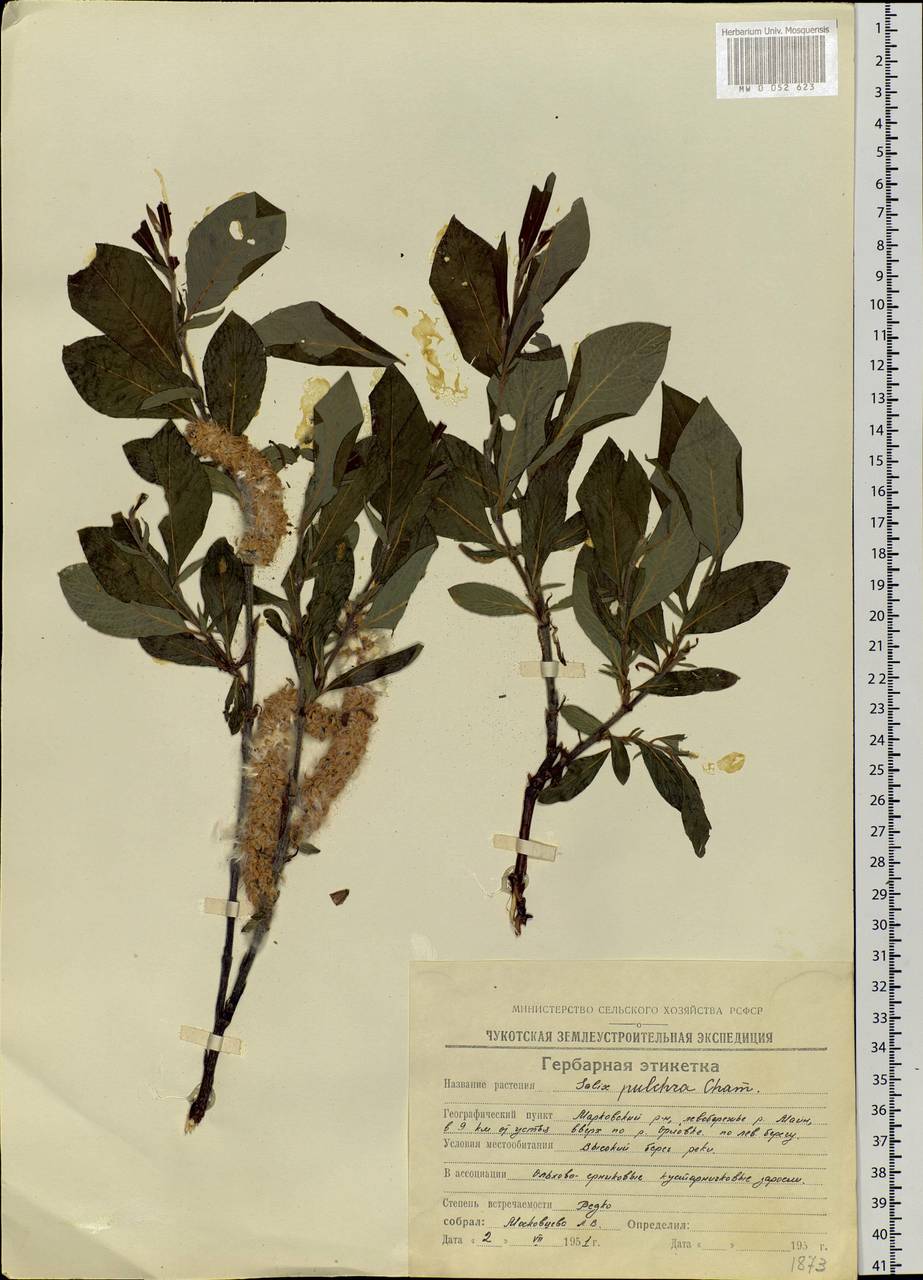 Salix pulchra Cham., Siberia, Chukotka & Kamchatka (S7) (Russia)