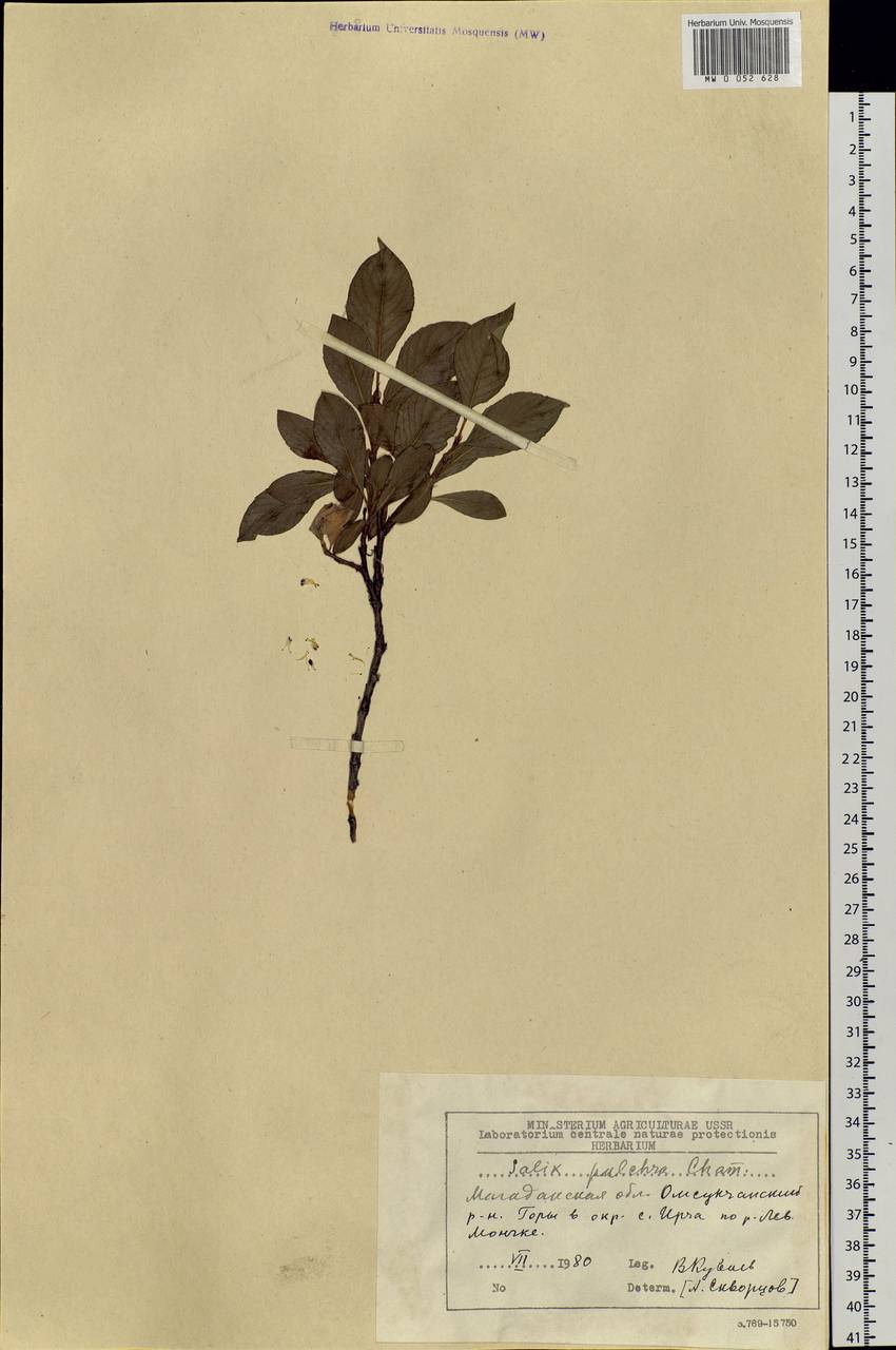 Salix pulchra Cham., Siberia, Chukotka & Kamchatka (S7) (Russia)